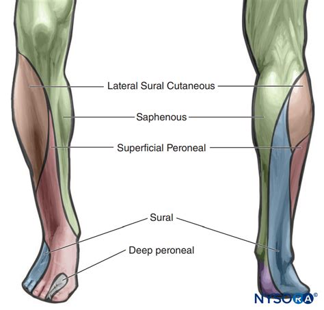 Popliteal Nerve Block Coverage