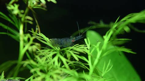 Ghost Shrimp Care, Food, Lifespan, Habitat - Video