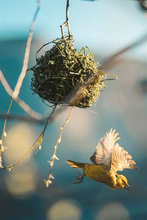 From Twigs To Fibers: The 5 Best Bird Nesting Materials