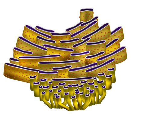 Anatomy of the Cell SAC - SCIENTIST CINDY