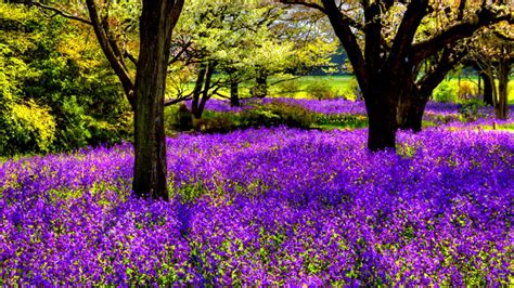 🔥 [70+] Purple Tree Wallpapers | WallpaperSafari