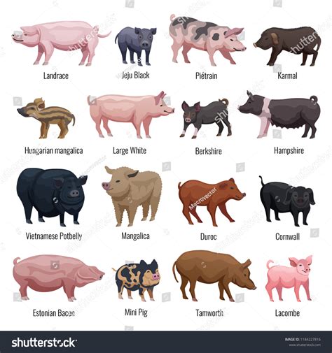 736 Vietnamese Potbellied Pig Images, Stock Photos & Vectors | Shutterstock