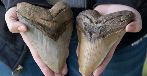 Megalodon Teeth: Everything You Need to Know - A-Z Animals