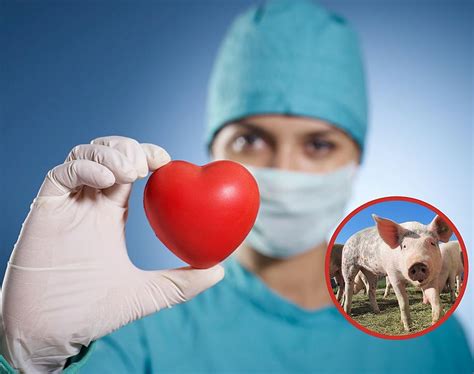 The First Successful Pig-To-Human Heart Transplant