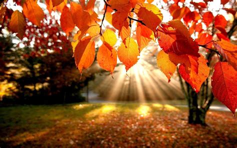 Fall Leaf Wallpapers - Top Free Fall Leaf Backgrounds - WallpaperAccess