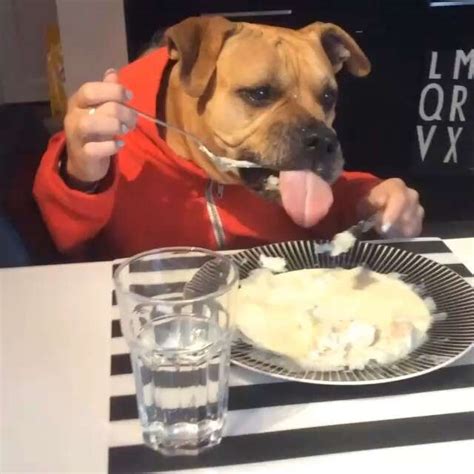 11 Dogs Eating With Human Hands. Yup. - The Dodo