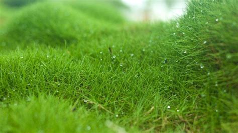 How to Grow and Care for Zoysia Grass Lawns Easily