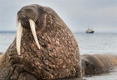 Why Do Walruses have Tusks? • Animals Answers