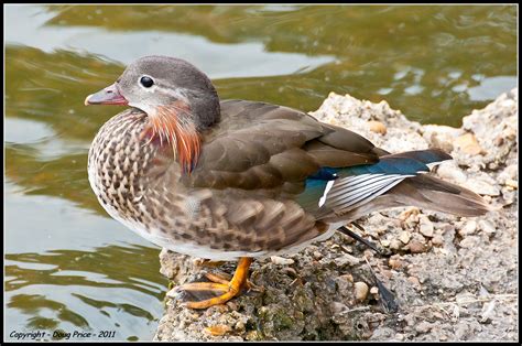 Mandarin Duck - Male - eclipse plumage or juvenile? | Flickr