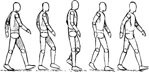 Human Walk Cycle Reference