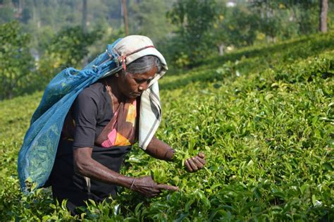 Sri Lankan crisis shows why we need a just transition to organic farming - Future World News