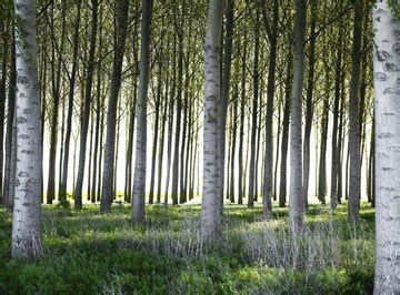 Poplar Tree Identification | Sciencing