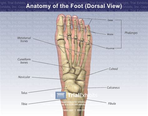 Anatomy of the Foot (Dorsal View) - TrialQuest Inc.