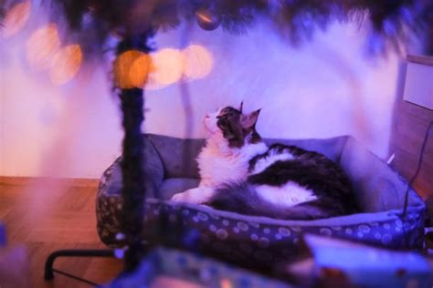 40+ Cats Sleeping Under Christmas Tree Stock Photos, Pictures & Royalty-Free Images - iStock