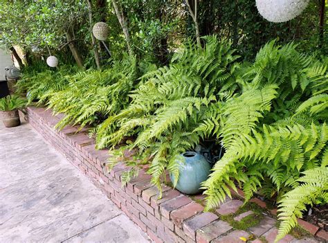 Ferns: A Perennial Favorite in Tennessee Gardens | Institute News