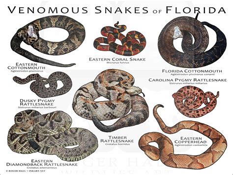 Venomous Snakes of Florida Art Print / Field Guide - Etsy