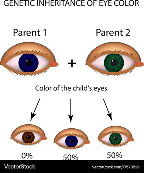 Eye Color Chart Genetics