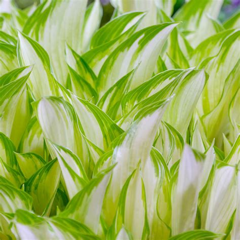 20 Best Hostas for Shade Garden Areas