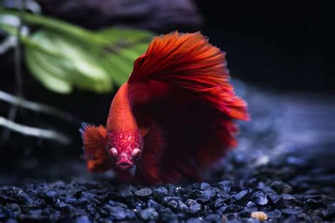 Best Betta Tank Heater (Our Top 5 Picks + Reviews)