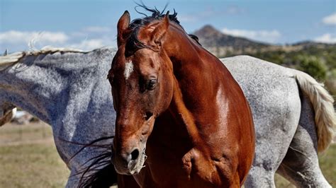 When Horses Pin Their Ears Back, What Are They Signaling?