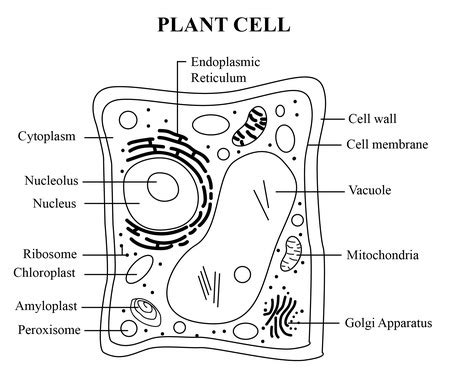 Draw animal and plant cells, and describe the functions of their organelles. | Homework.Study.com