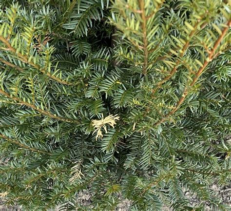 Newly planted yew hedge issue — BBC Gardeners' World Magazine