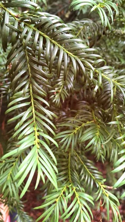 How to plant a yew hedge the right way (step by step, + FAQ) - Hands-On Gardening