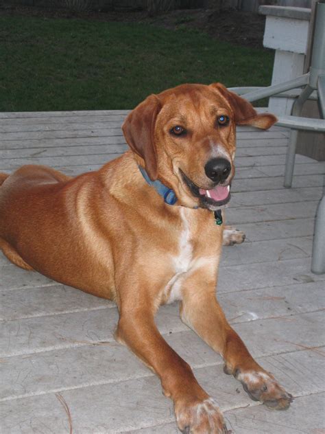 Redbone Coonhound Information - Dog Breeds at thepetowners