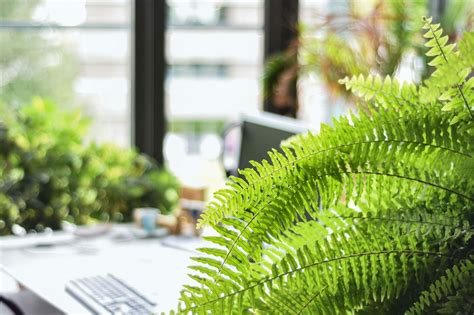 15 Best Indoor Fern Plants to Grow at Home - Petal Republic