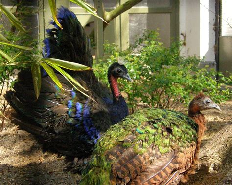 Congo Peafowl | Bird | Information and Pictures - Amazing Pets For You