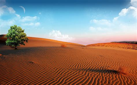 Desert Oasis Wallpaper - WallpaperSafari