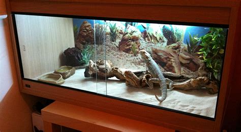 Ideas for Bearded Dragon Terrarium Decor