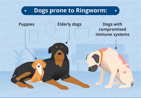 Ringworm in Dogs: Causes, Signs, & Treatment | Canna-Pet®