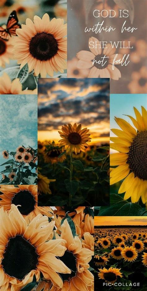 Aesthetic sunflower wallpaper!🌻💛🤍 | Sunflower iphone wallpaper, Sunflower wallpaper, Summer wal ...