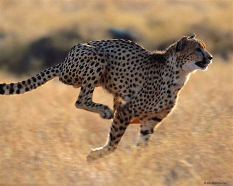 Cheetah Wallpaper « Nat Geo Adventure