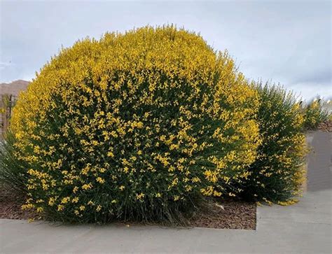 Spanish Broom Plant - Drought tolerant shrub Guzmansgreenhouse.com