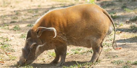 Red River hog | Smithsonian's National Zoo and Conservation Biology Institute