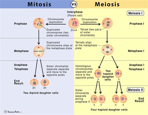 Mitosis vs Meiosis: 14 Main Differences Along With Similarities