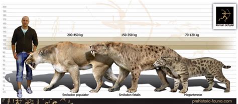 Smilodon Size