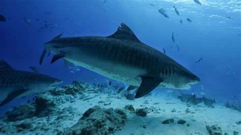 Fuvahmulah tiger sharks ID | ZuBlu