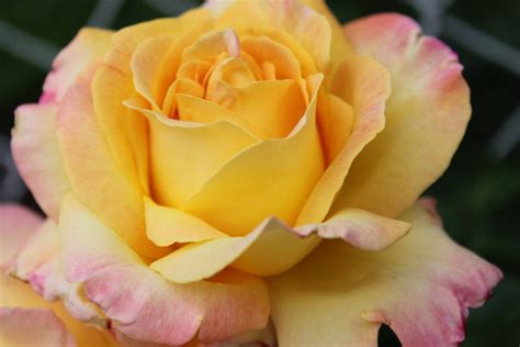 Pink and yellow roses bouquet free stock photos download (7,485 Free stock photos) for ...