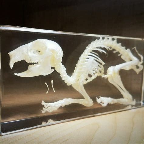 Rabbit Skeleton in Resin, Rabbit Skull, Lucite, Oddities, Curiosities - Oddities For Sale