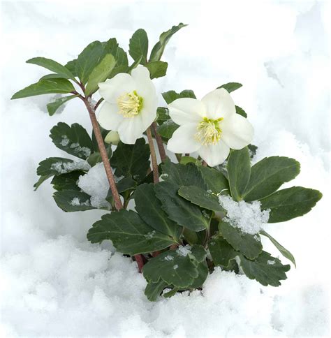 The Christmas Rose - Plantscapers