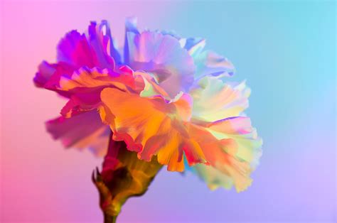 NEON FLOWERS on Behance