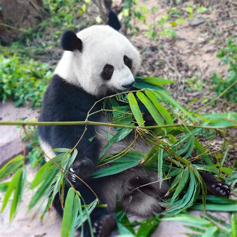 Panda Eating Bamboo Picture And HD Photos | Free Download On Lovepik