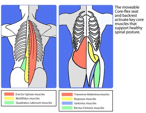 Anatomy of the "Core" Muscles | Ankeny, IA Patch