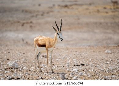 9,239 Springbok Antelope Stock Photos, Images & Photography | Shutterstock