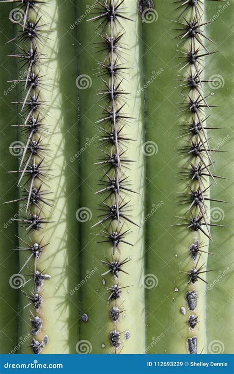 Close Up of Saguaro Cactus stock image. Image of arid - 112693229