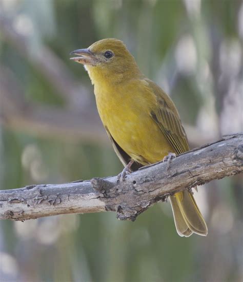 Summer Tanager | San Diego Bird Spot