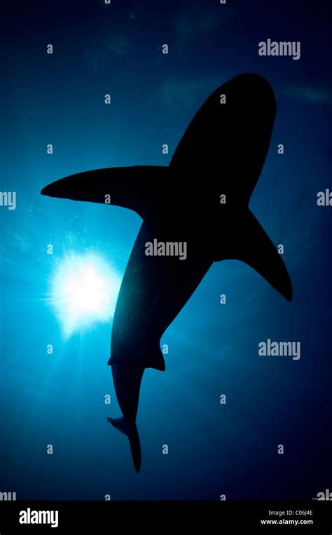 Lemon Shark Silhouette, Bahamas Stock Photo - Alamy